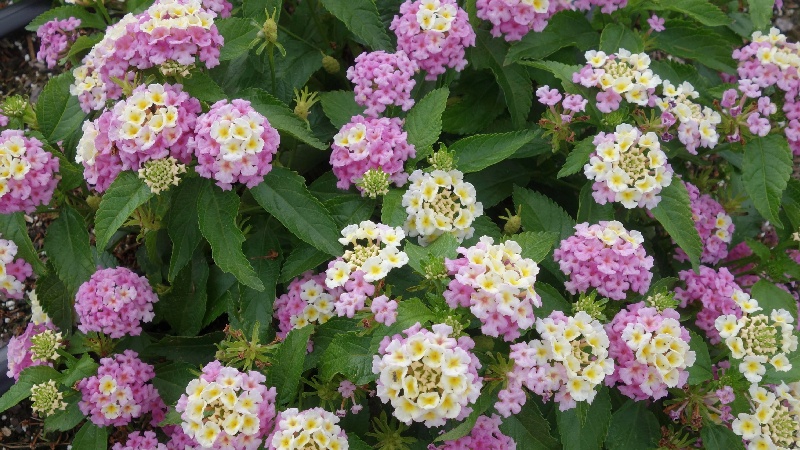 Vaughn’s View: Define the New Lantana Introductions