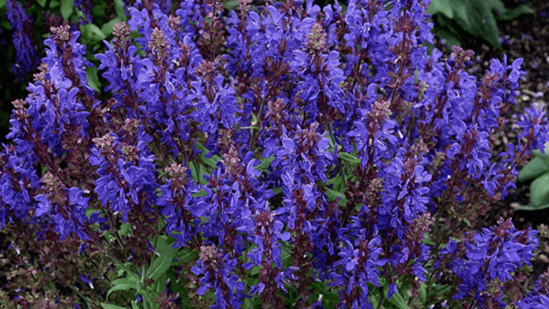 Vaughn’s View: Perennial parade