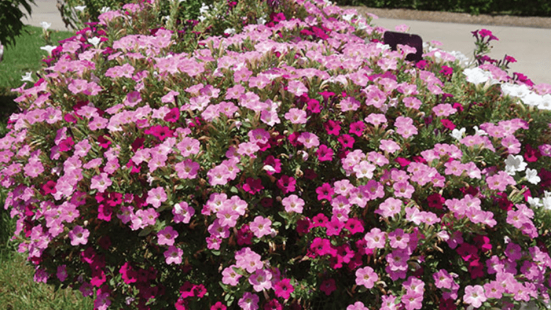 Vaughn’s View: Summer trials 2023