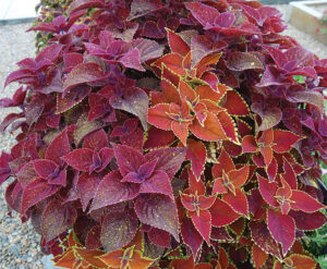 Vaughns View October 2023 Coleus Talavera Mix from Syngenta