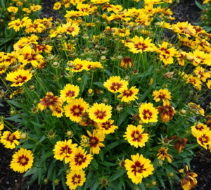 Coreopsis grandiflora 'Solanna Sunset Bright'