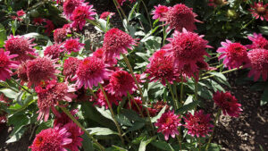 Echinacea 'Giddy Pink'