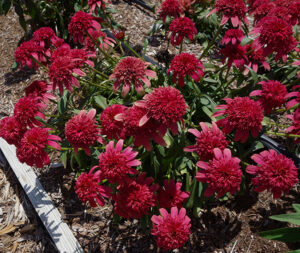 Echinacea 'Double Scoop Raspberry Deluxe' from Darwin Perennials