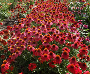 Echinachea 'Red Ombre'
