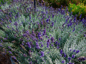 Lavandula Angustifolia Lavenize