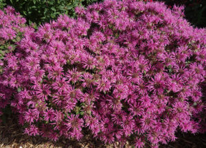 Monarda 'Bee Mine Pink'