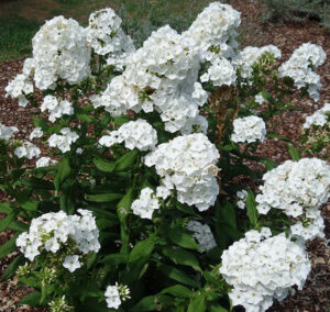 Phlox Luminary ‘Backlight’