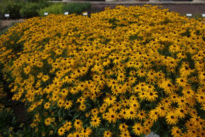 Rudbeckia fulgida 'Goldblitz' from Pan American
