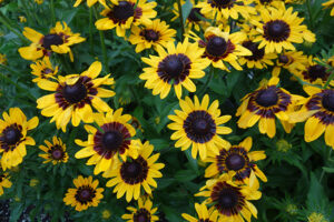RUDBECKIA HIRTA MINIBECKIA ‘FLAME’