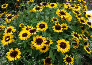 Rudbeckia 'Pawnee Spirit'