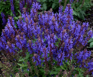 Salvia nemorosa 'Dark Matter'