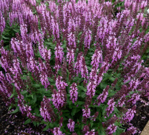 Salvia 'Pink Profusion'