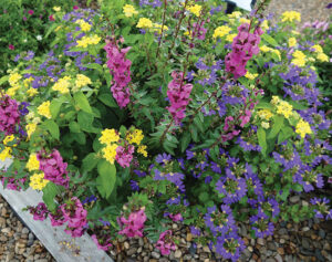 Mixmaster Porch Patriot Improved from Ball FloraPlant