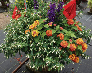 Fun Fusion Sweet in Singapore from Ball FloraPlant