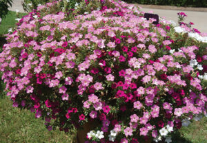 Kwik Kombo Itsy Trifection Mix from Syngenta