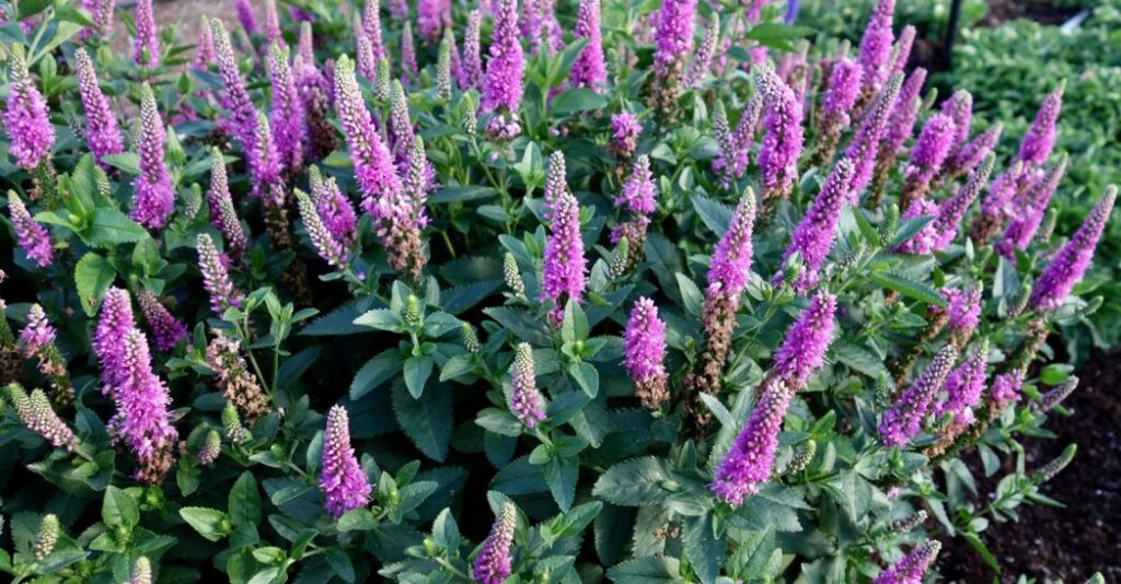 Spring Premier: New Perennial Introductions