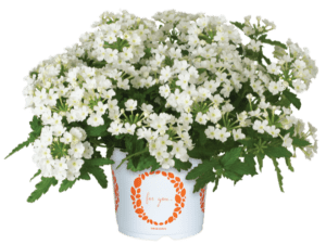 Verbena Empress Sun Kiss White Dümmen Orange