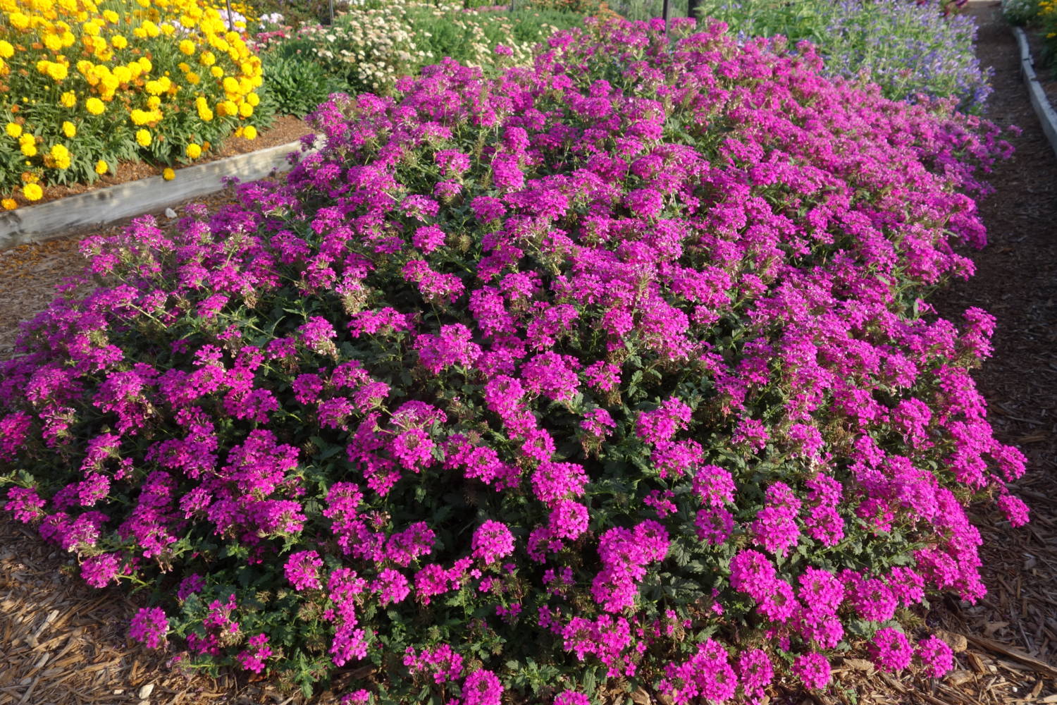 Verbena Homestead - Darwin