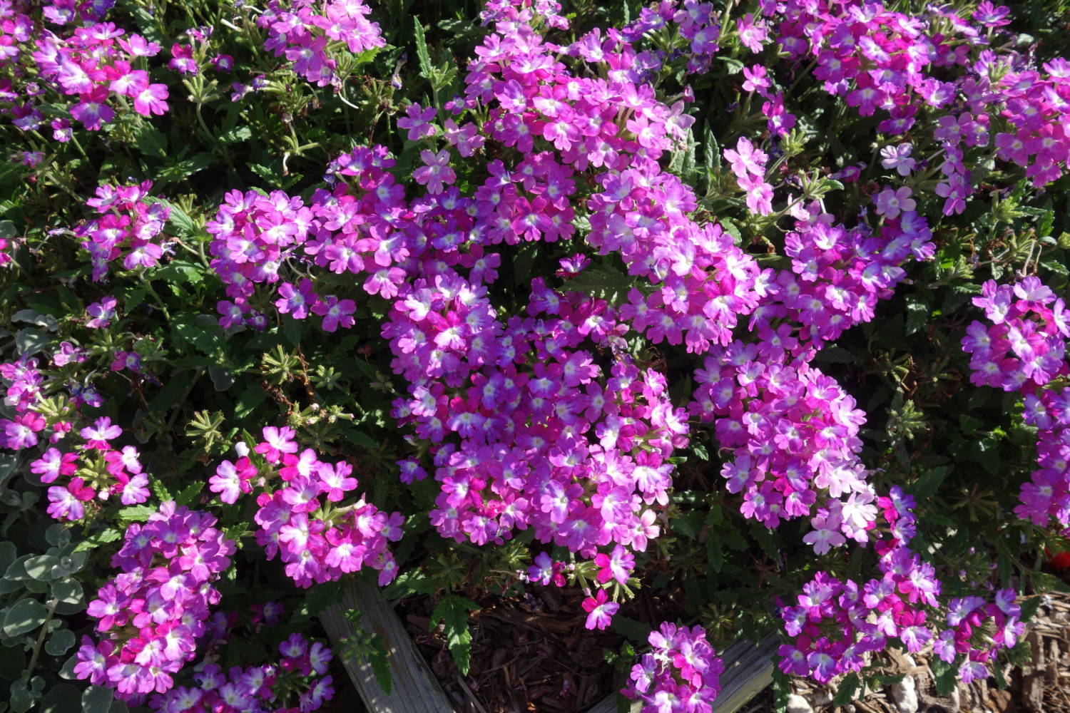 Verbena Samira - Benary Plus