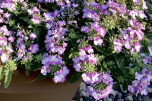 Verbena Vanessa Compact - Danziger