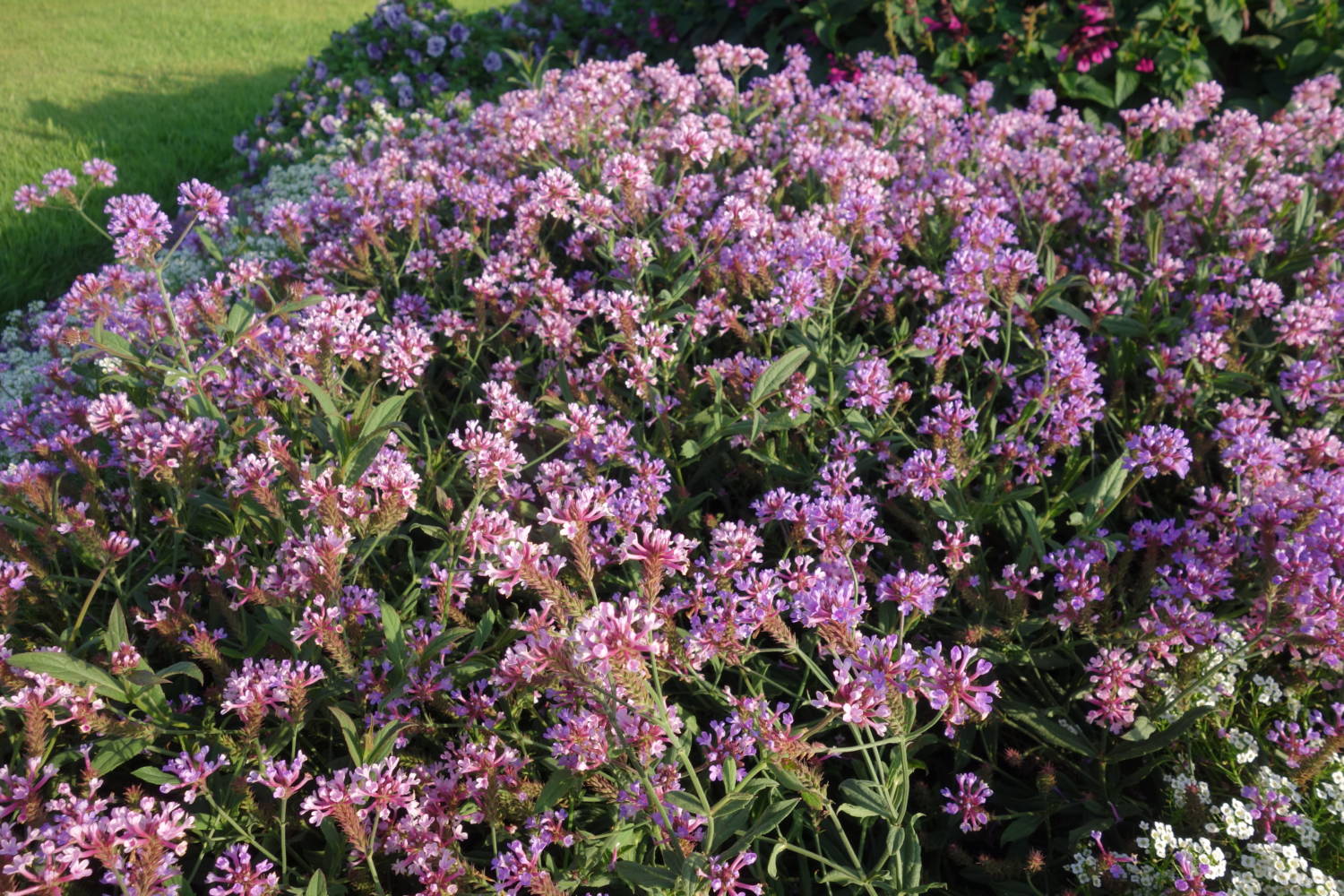 Verbena rigida