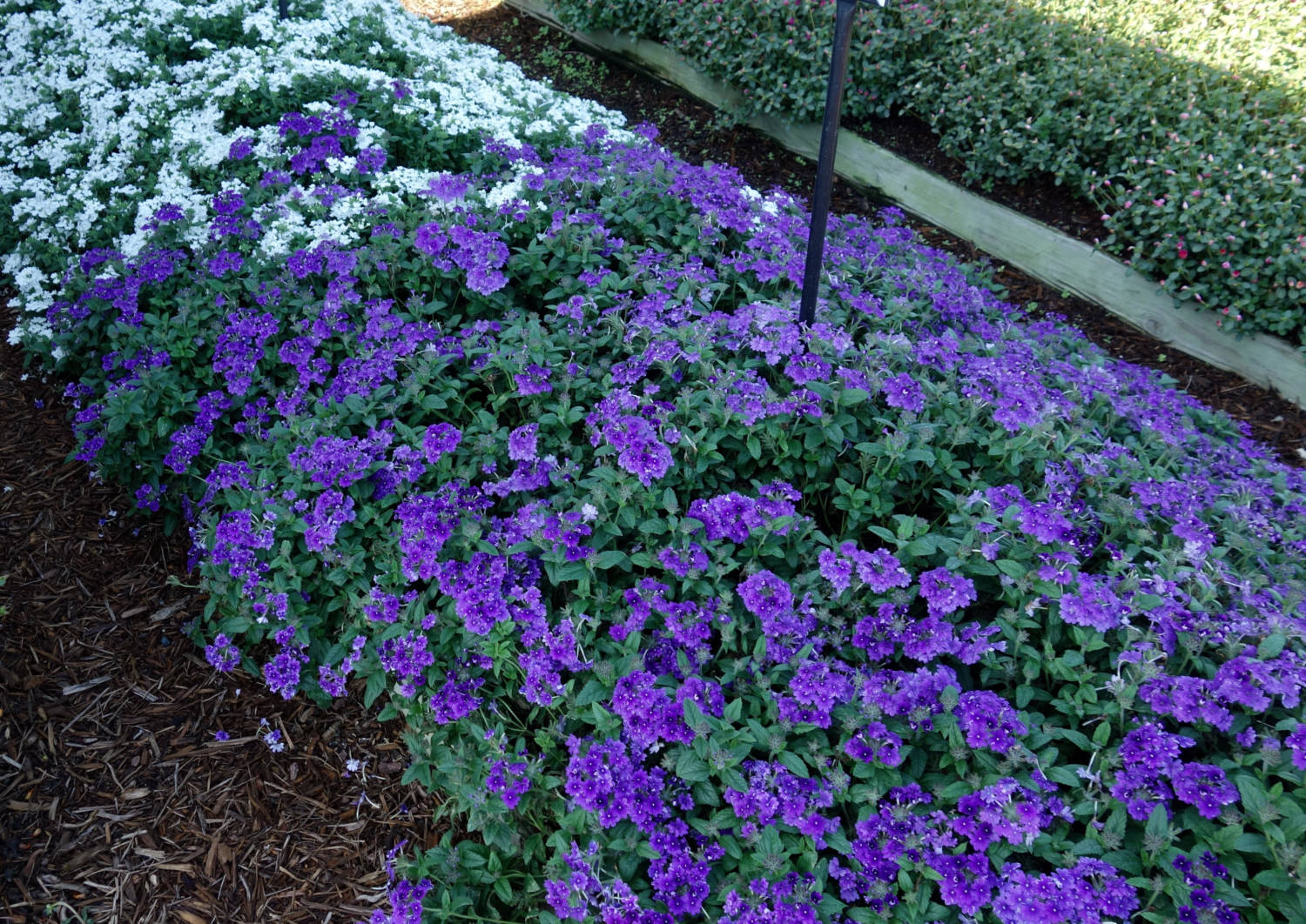 Verbena Vanessa - Danziger