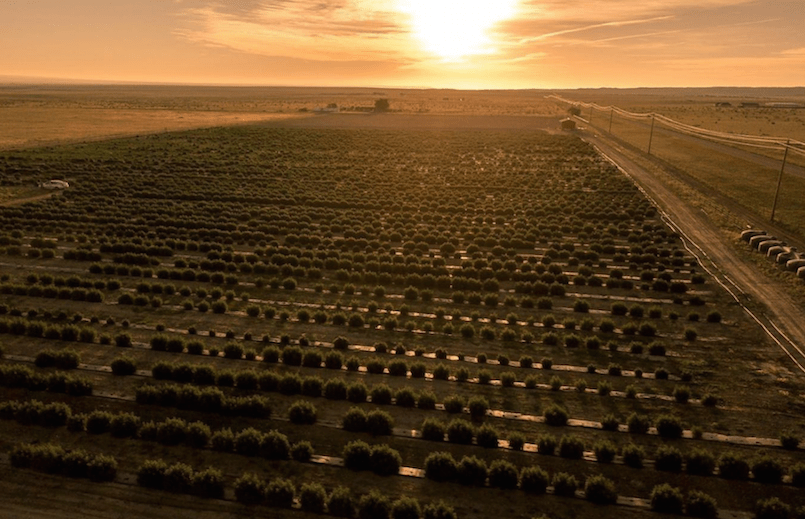 Veritas Farms Begins 2020 Outdoor Planting Season