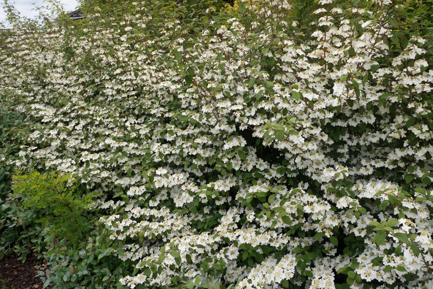 RHS Chelsea Plant of the Decade