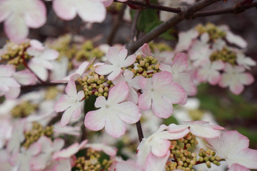 Viburnum ‘Kilimandjaro Sunrise’ Awarded Plant of the Decade
