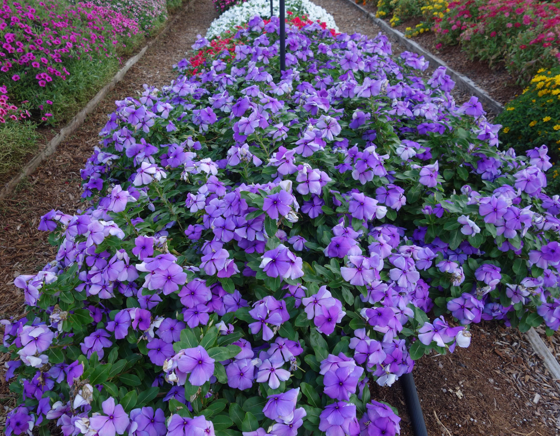 Vinca-BLOCKBUSTER-BLUE--SYNGENTA-,-VAUGHNS-VIEW-JUNE-23