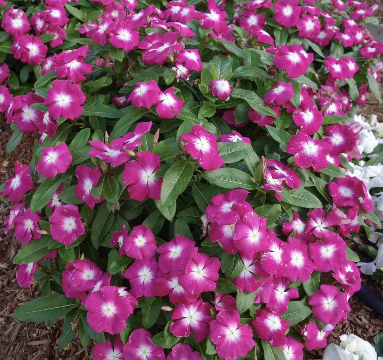 Cora XDR vinca