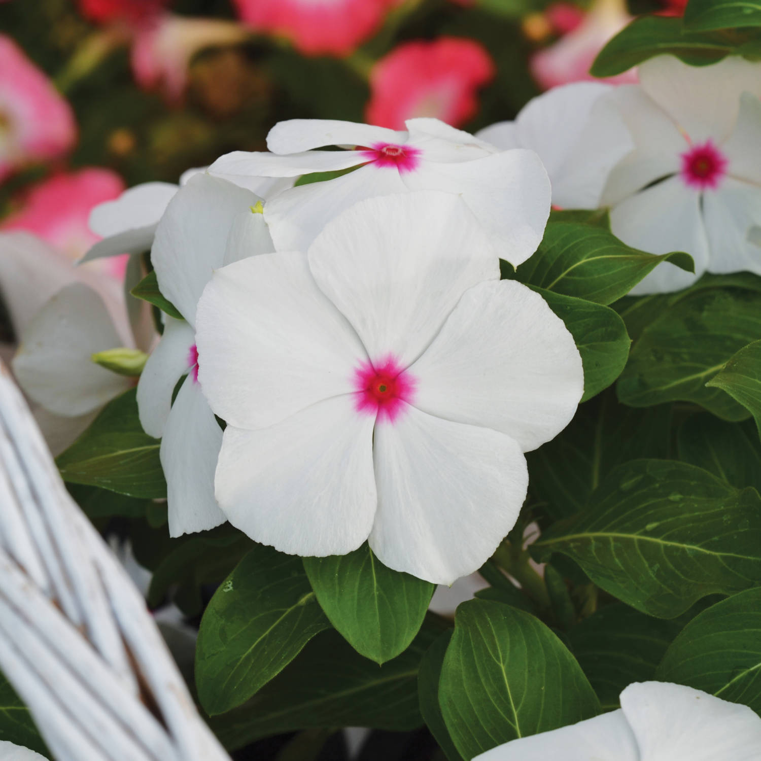 Vinca MegaBloom Polka Dot - AmeriSeed - All-America Selections