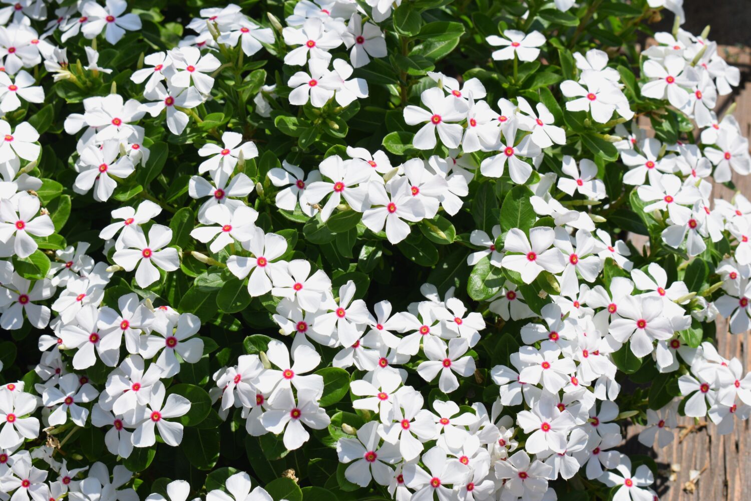 Vinca 'Sphere Polkadot'