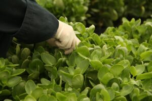 ForemostCo's daughter company, Vita Farms LLC in Guatemala, produces a wide variety of succulents.