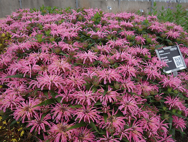 Monarda 'Electric Neon Coral'
