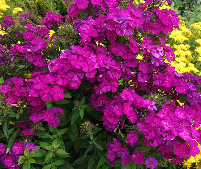 Phlox Paniculata 'Luminary Ultra Violet'