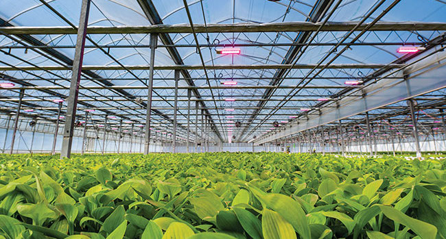 Light It Up. Black It Out.