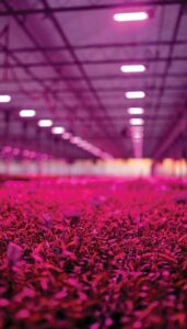 LED lighting