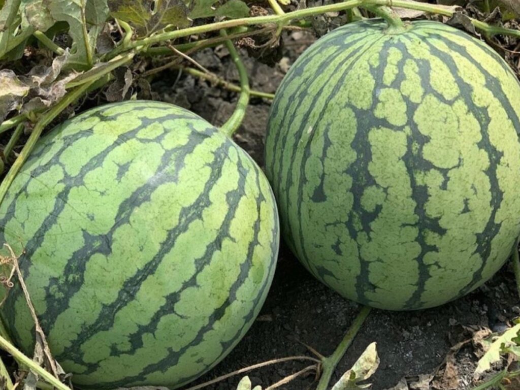 Watermelon Rubyfirm F1