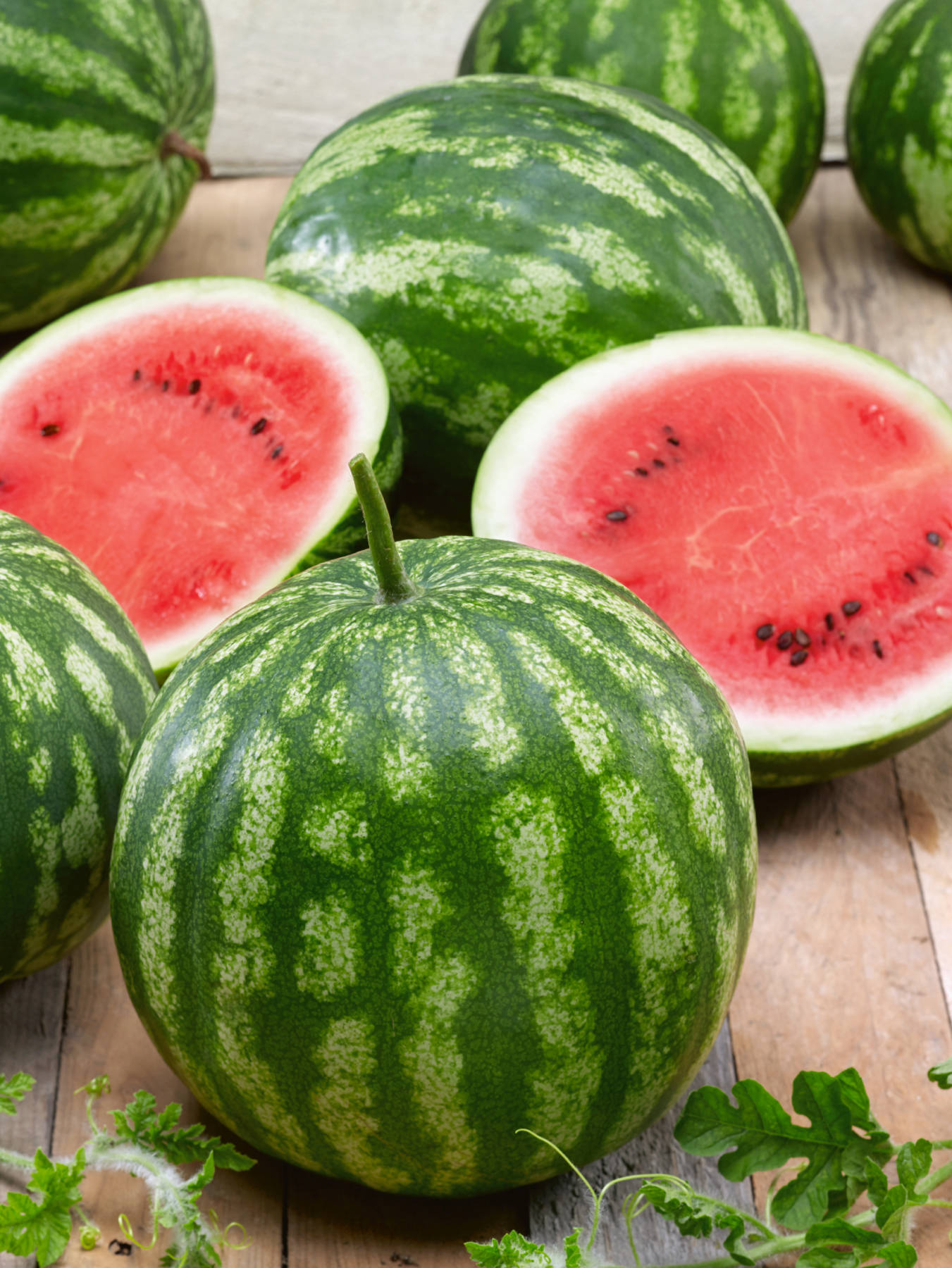 Watermelon Cal Sweet Bush