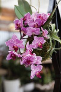 purple orchid flowers