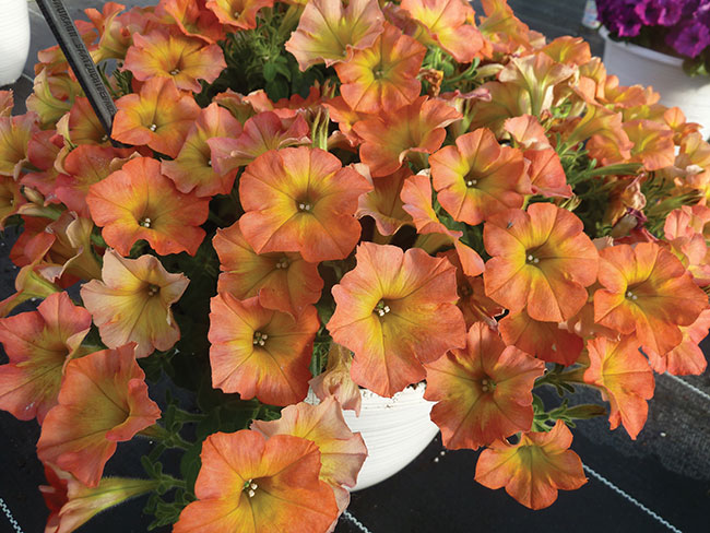 Flower Shower Golden Harvest’