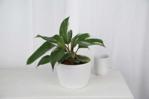 ‘White Knight’ Photos courtesy of Costa Farms.