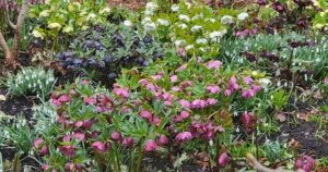 Winter Jewels Hellebore