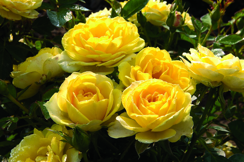 Greenheart Farms to Feature Rose Introductions During California Spring Trials