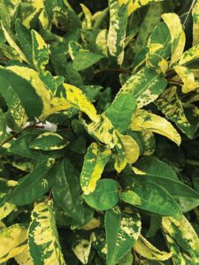 CAMELIA SINENSIS ‘YELLOW TEA’

Youngblood Nursery
