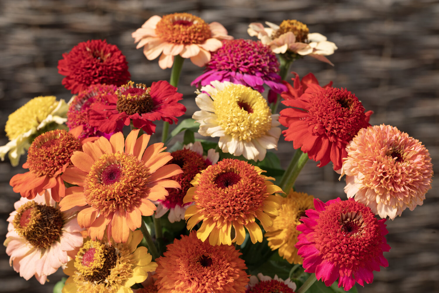 Zinnia 'Crestar Mix'