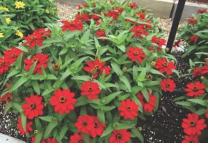 Zinnia ‘Profusion Red’