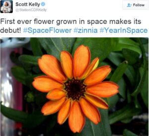 Zinnia-flower-in-full-bloom-in-space