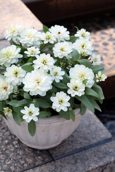 Sakata zinnia wins Fleuroselect Gold Medal award